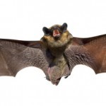 13-fatos-incriveis-morcegos-1-150x150
